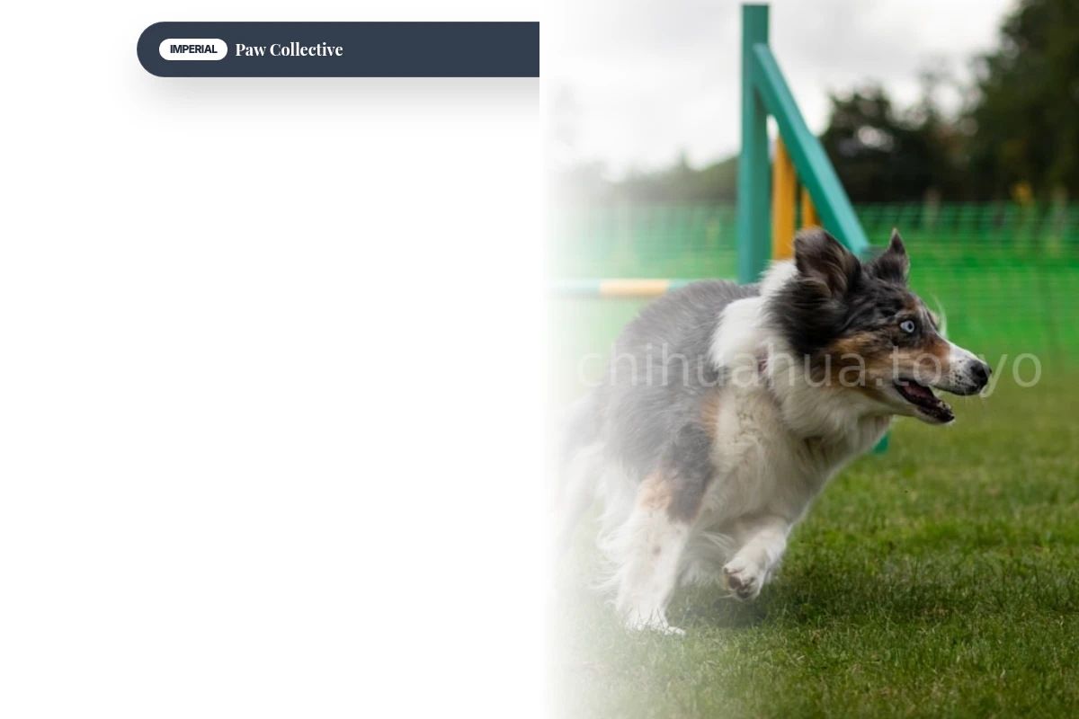 Boutique Dog Training